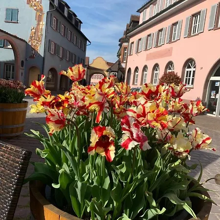 Barocke Stadtvilla Ophelia Nahe Europapark 45Qm 1,5 Zi Studio Ettenheim Exterior photo